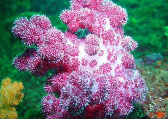 珊瑚藻提取物
